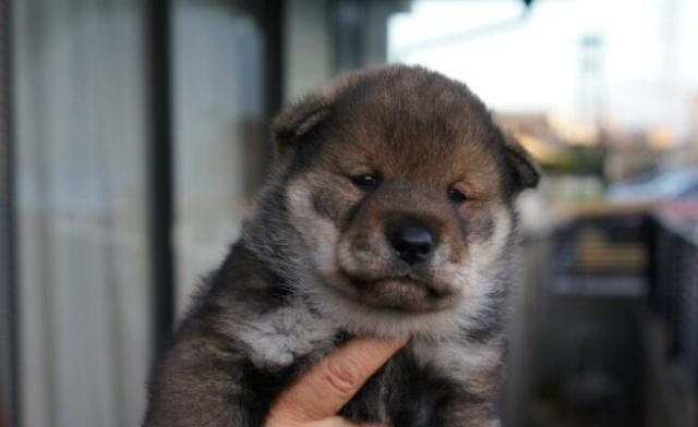 四国犬和狼一样酷 属历史遗迹的犬种 不知的还以为