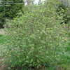 emerald triumph viburnum
