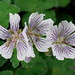 Geranium renardii