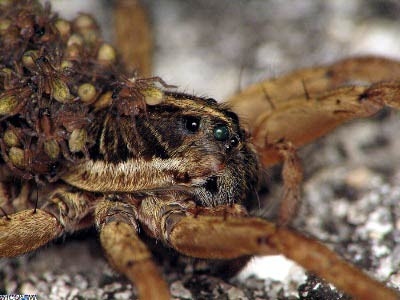This spider looks very similar