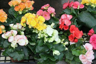 リーガースベゴニア 育て方 Joyのアロマとアンチエイジングと花美を広げるブログ