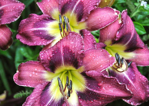 daylilies
