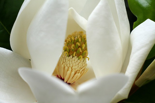 magnolia