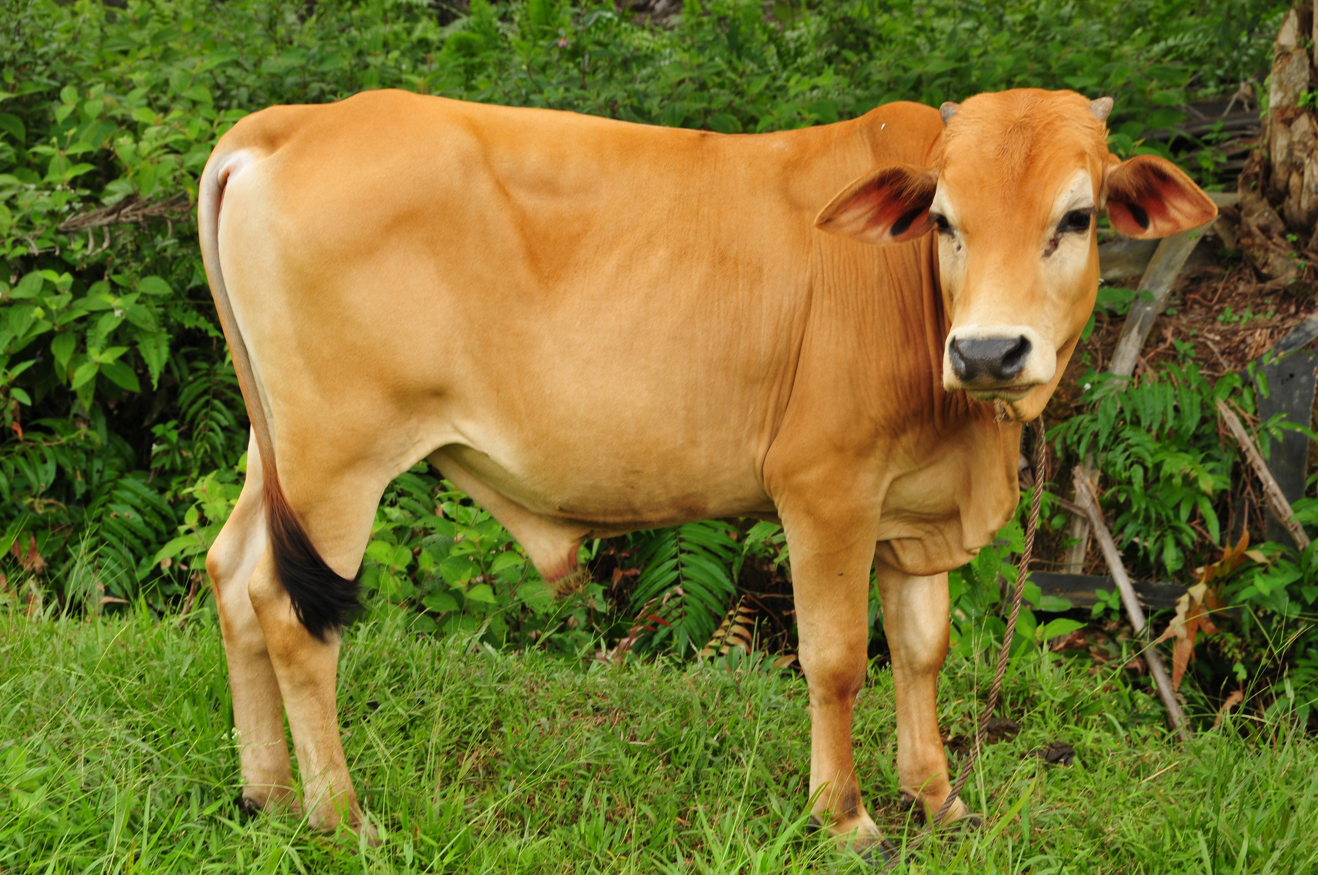 File Lembu JPG