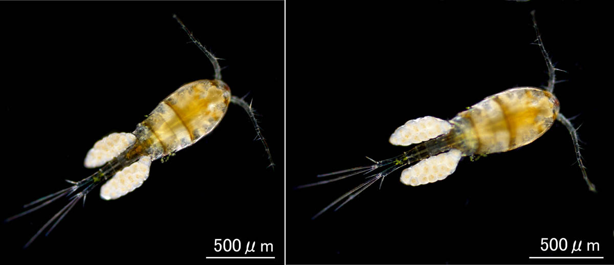 カイアシ ねこのしっぽラボのブログ