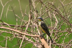 GreyWagtail