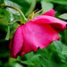 L.D.Braithwaite (Austin, English rose)