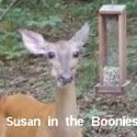 Wild Life in the Woods
