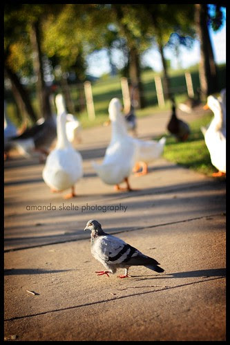 duck3