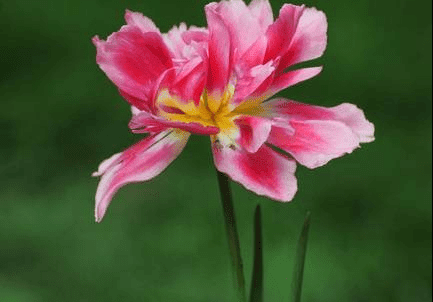 6月14日端午开始霉运全赶走 三生肖时来运转 紫气东来 财气逼人 星座资讯 娱乐新闻网