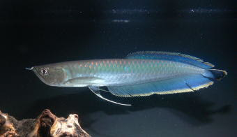 ブラック アロワナの飼育のための水温 水質 Ph 硬度 飼育方法 学名 分布 価格