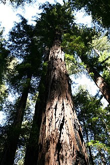 Exemplar de uma Sequoia sempervirens