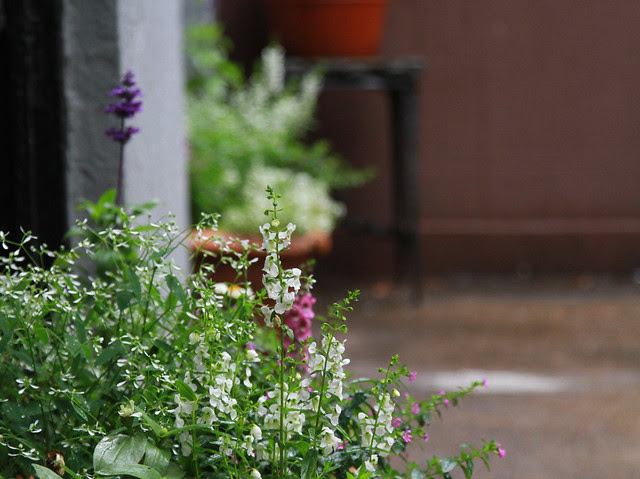 euphorbia, angelonia, salvia, zinnia, mexican heather
