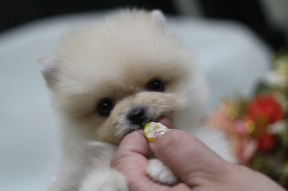 極小チワワ 極小ポメラニアン トイプードル チワワ ポメラニアン ヨーキー マルチーズ ミックス犬など極小犬専門の大阪府ペットショップセシル