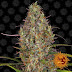 Gelato Hash / Super Strains Of Weed Called Stardog And Gelato Are Selling For Three Times The Price Of Gold Gloucestershire Live - Cheebas is the king of hash in canada.