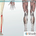 Bones In Leg Diagram / Blank Diagrams - Harvey's A&P : Feet human anatomy bones tendons ligaments and more.