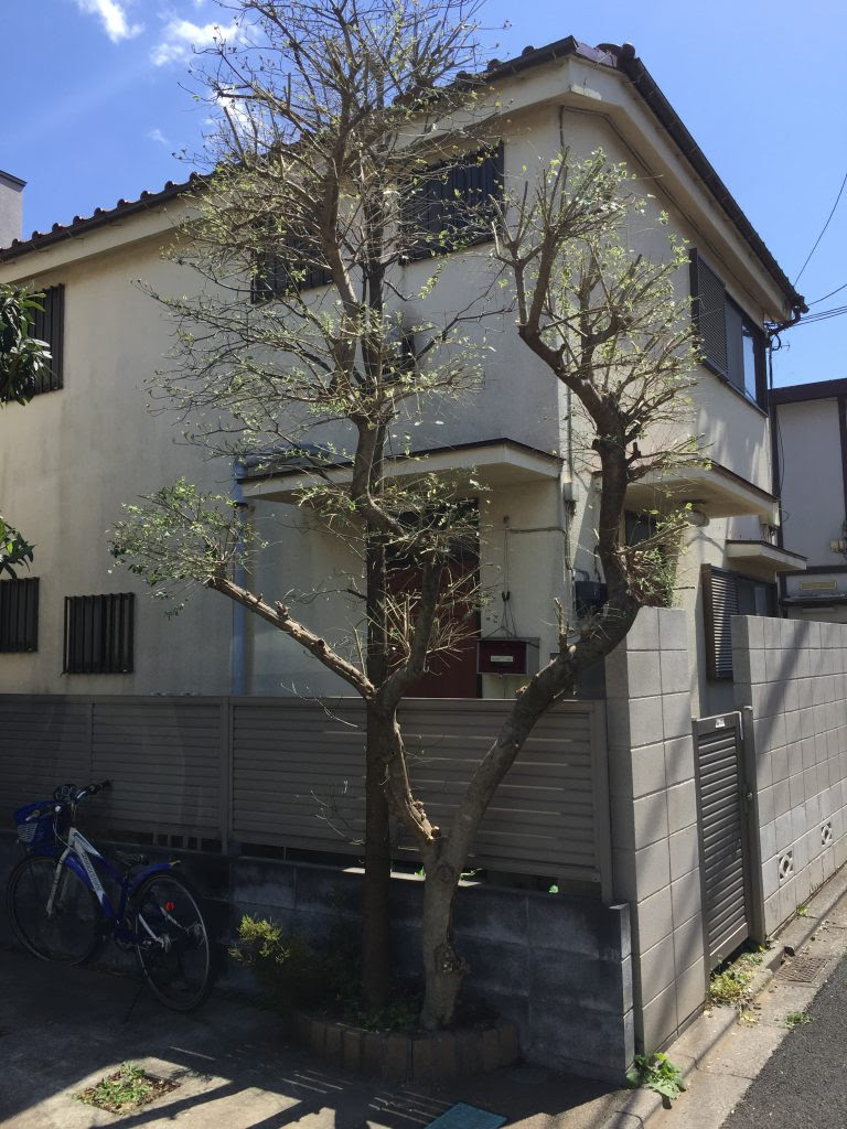 シルバープリペットの大木 植木屋ブログ