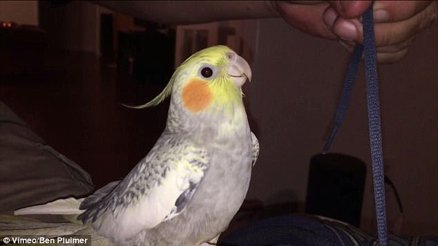 Not liking what he's seeing: Lucky is seen in the video watching his owner tie his shoes and singing the song in distress