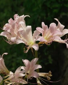 花 リコリス 9月23日の花と花言葉 リコリス 魅る魅るガーデニング