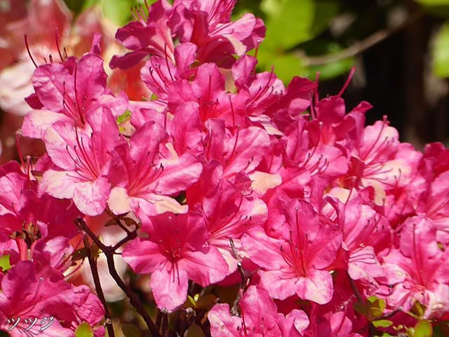 花図鑑 ツツジ 躑躅 ツツジ科ツツジ属