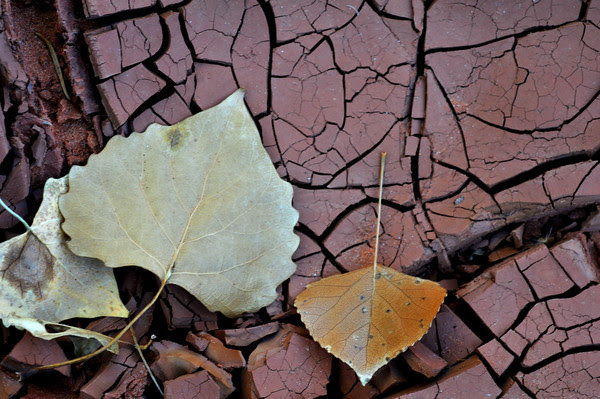 Shades and Textures of Desert Autumn