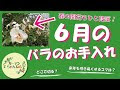 コンプリート！ バラ 追肥 5月 313570-バラ 追肥 5月