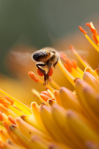 Bzzzzzz