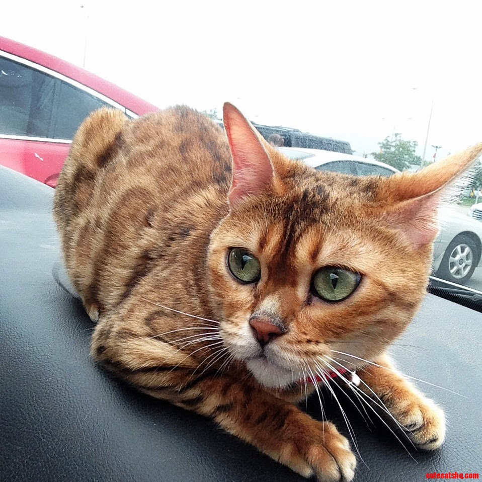 Gato