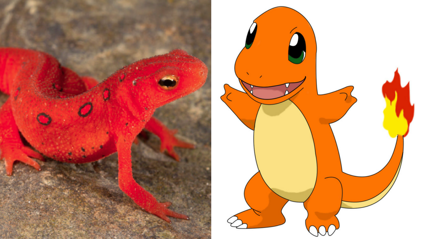Pokemon Cuma Ada Di Kartun Berarti Kamu Belum Lihat 17 Hewan Nyata