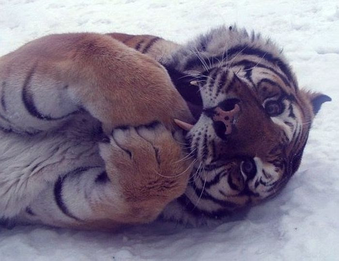 Beautiful Animal Pictures (90 pics)