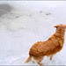 Chanelle-on-ice