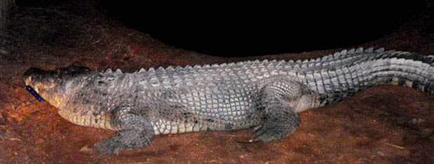 O crocodilo Fatso, suspeito do ataque, em foto divulgada pela polícia da Austrália.