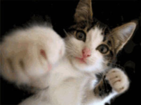 ミッキーロークより人間らしい猫パンチ 15年09月01日の動物のボケ ボケて Bokete
