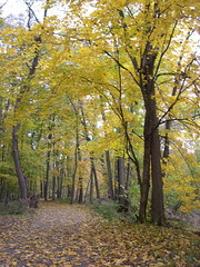 Walking Path