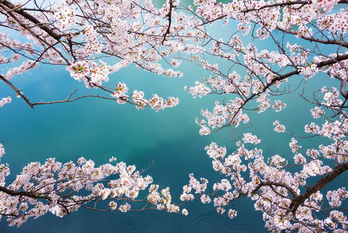 桜の花言葉とゾッとするような怖い花言葉 日本のイベント行事 Com