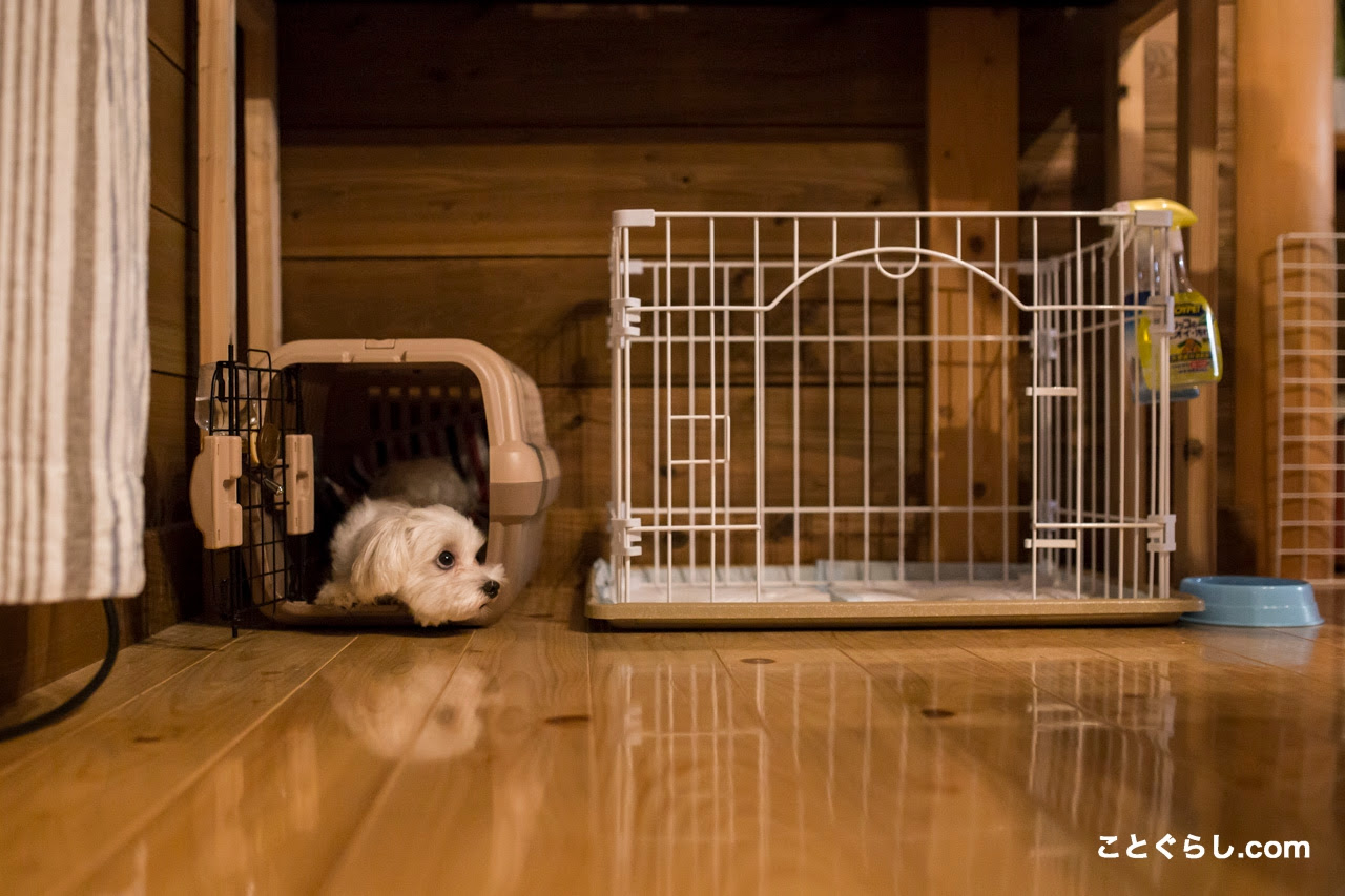 クレートトレーニングのやり方 方法 分離不安に悩まされているペットと飼い主さんへ ことぐらし