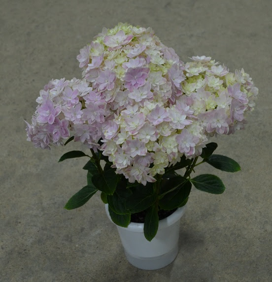 アジサイ 万華鏡 花 種 野菜 井上植物園