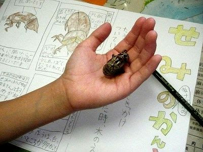 小４娘の夏休み自由研究 セミの抜け殻の観察 ちびむすブログ