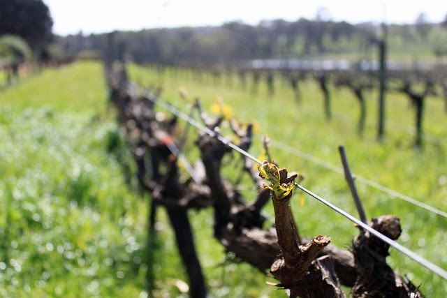 Vineyard