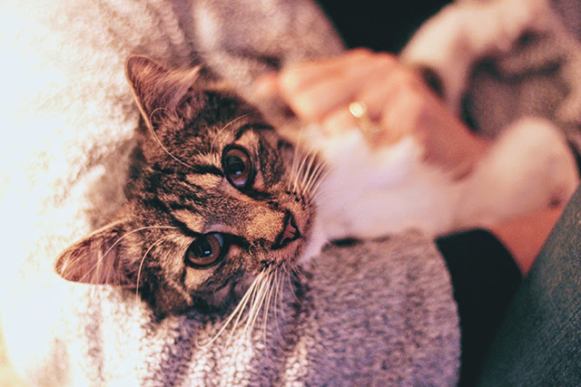 猫がおしりを向ける時の気持ちとは？信頼している飼い主に見せるしぐさ 