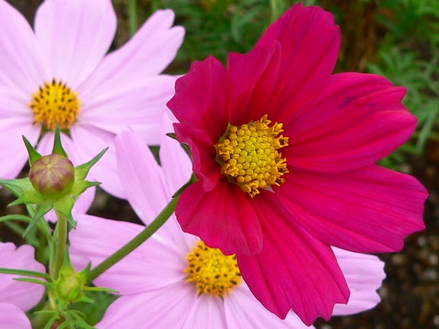 コスモスの花の種類は 個性的な品種を厳選紹介 画像 きになるうさみみ