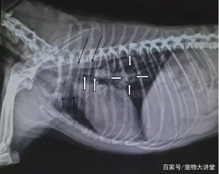 病例分享 一例犬肋骨骨折并发肺出血和纵膈积气的诊治 雪花新闻