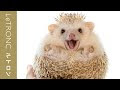 ハリネズミ 可愛い写真 455245-ハリネズミ 可愛い写真