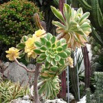 Aeonium arboreum var.  albovariegatum