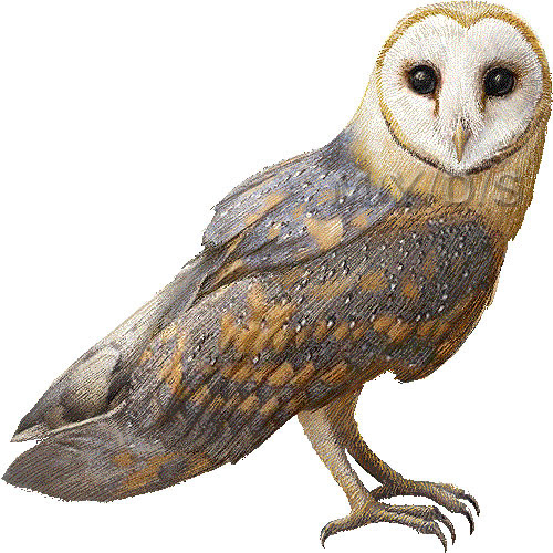 面梟 メン フクロウのイラスト 条件付フリー素材集