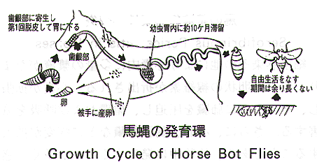 Tenji Naiyou 8