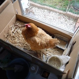 ブログ 屋内鶏