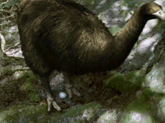 Moa and egg
