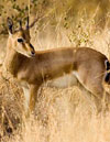 Indian Gazelle