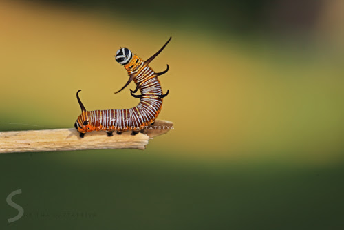 macro caterpillar